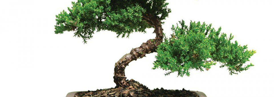 Bonsai