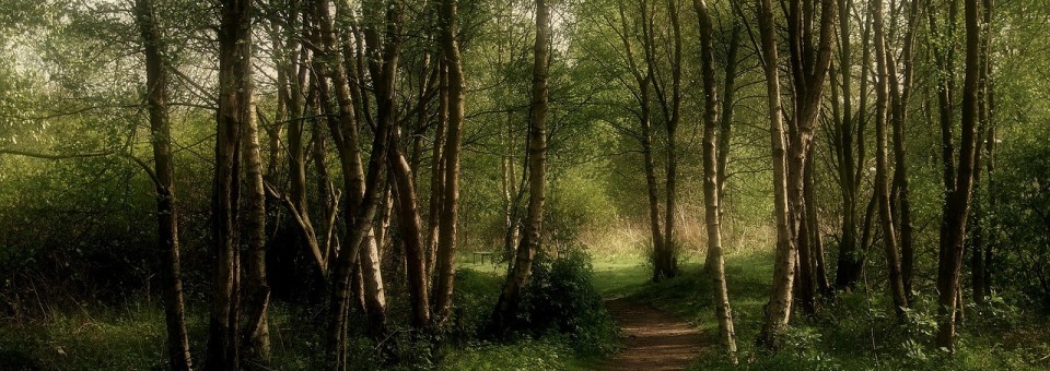 Aokigahara